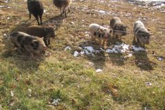 IMG_0938_711x533