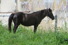 Srečanje mladih MDOP (22)
