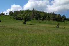 IMG-20180612-WA0008