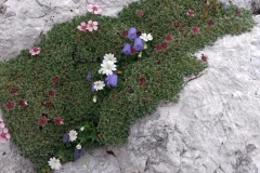 Triglav_Dragica (11)