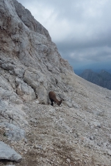 Triglav 11.08.   (134)