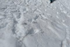 Zimovanje Pokljuka (205)